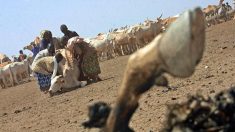 Kenya: pour trouver la pluie, des éleveurs se fient plus à leur portable qu’au ciel