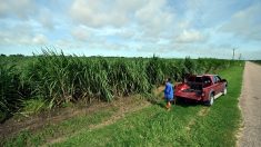 Australie: des fermiers du Queensland à la pointe du combat climatique