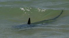 Landes: un requin de 2 mètres filmé au bord de la plage à proximité d’un cours de surf pour enfants