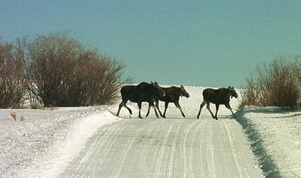 -Trois orignaux marchent sur une route là Pinedale, Wyoming. Les orignaux sont un site commun dans la région rurale. Beaucoup de résidents nourrissent l'orignal pendant les rudes mois d'hiver. Photo par Michael Smith / Newsmakers.