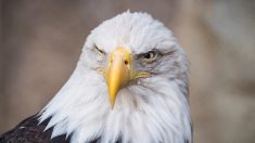 Le rapace qui avait « fugué » d’un parc animalier breton retrouvé vivant à 600 km