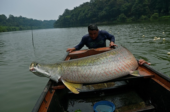 -Les pêcheurs chargent un pirarucu, récemment attrapé, sur leur bateau dans l'ouest de l'Amazone, près de Volta do Bucho, dans la réserve d'Ituxi, le 20 septembre 2017. Photo de CARL DE SOUZA / AFP / Getty Images.