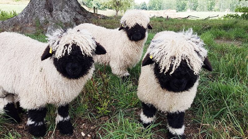 (Facebook | Valais Blacknose New Zealand)