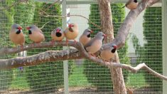 Australie: un tout petit oiseau bloque un projet minier controversé