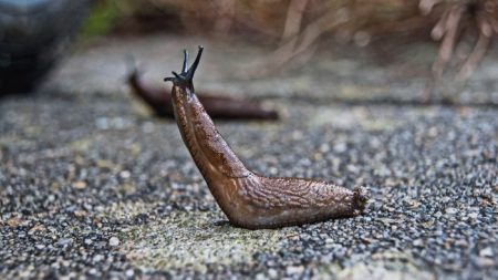 Un touriste américain est infecté par un ver-parasite venant des rats après avoir mangé une limace