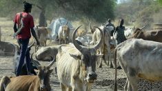 Une femme refuse d’épouser un homme avec ses 40 vaches de dot, alors son père ordonne à ses frères de la tuer