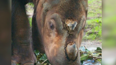 La Malaisie pleure le décès du dernier rhinocéros mâle de Sumatra