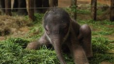 Un éléphant tue un homme après que des gens ont jeté des pierres sur son bébé qui vient de naître