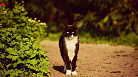 Une femme lègue 187 000 euros à un refuge pour animaux