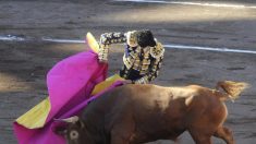 Une vidéo montre un torero espagnol essuyant les larmes d’un taureau avant de le tuer