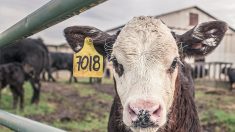 Un éleveur breton contraint de vendre un veau pour 4,22 euros dit son ras-le-bol