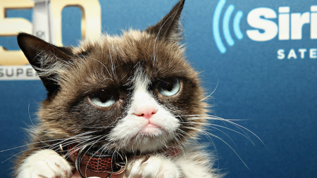 Grumpy Cat est décédé, la plus mauvaise journée de sa vie