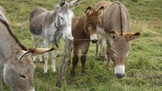 Il prend des ânes pour des biches : un an avec sursis requis contre le chasseur