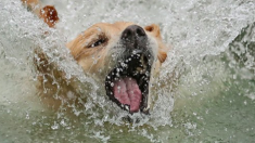 La police identifie des suspects dans le cas d’un chien jeté d’une falaise en Angleterre