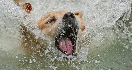 Photo de dossier montrant Kaylee, un Golden Retriever, sautant dans une piscine d'eau lors du Melbourne Dog Lovers Show 2018 en Australie le 4 mai 2018. (Scott Barbour/Getty Images)
