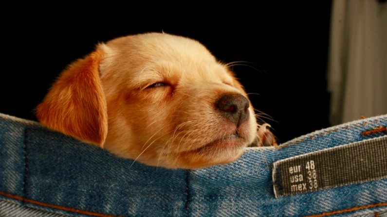 Image d’archives d'un chiot golden retriever dormant dans un jean. (Humberto Santos/Unsplash)