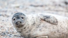 Phoques décapités dans le Finistère : deux marins-pêcheurs convoqués devant la justice