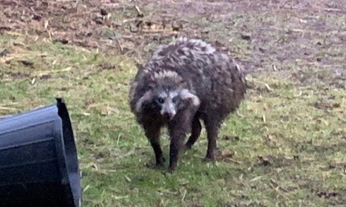 Après l'évasion de deux chiens ratons laveurs à Clarborough, il a été conseillé aux résidents d'être vigilants (Police de Nottinghamshire).