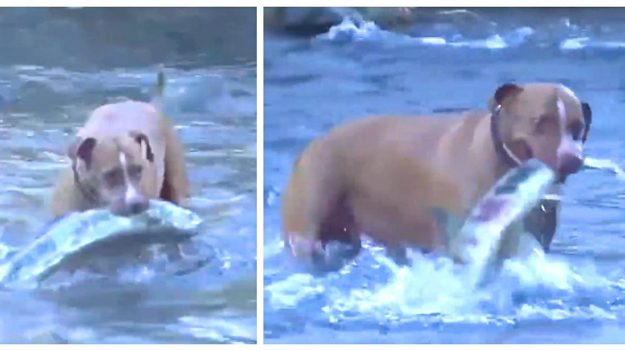 Les chiens vont à la pêche comme les canards vont dans l’eau