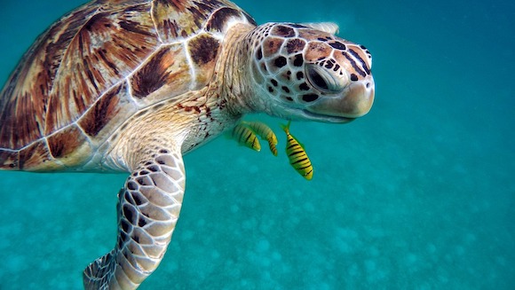 Tortue marine. (Photo d'illustration : Pixabay)