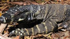 Un homme aperçoit un lézard géant grimper sur sa porte moustiquaire, à quelques centimètres de lui