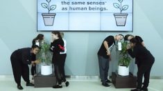 IKEA a demandé à ses clients de harceler une plante et d’être gentil avec une autre pour…