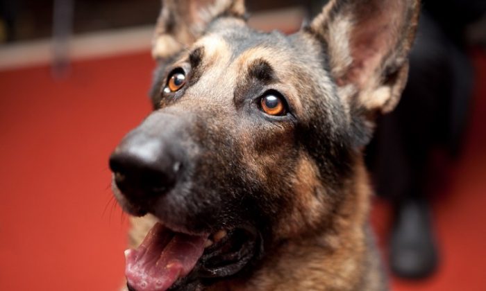 Un berger allemand, nommé Commandant, pose pour une photo à l'American Kennel Club le 30 janvier. (Samira Bouaou/The Epoch Times)
