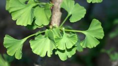 Gingko Biloba : Un «fossile vivant» aux propriétés qui accroît la longévité