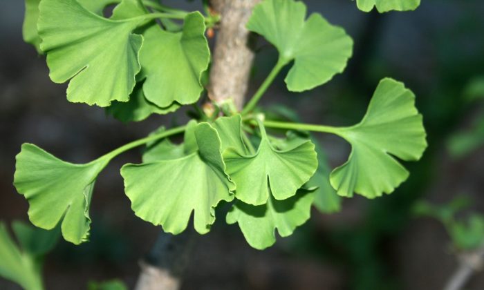 Le ginkgo biloba peut vivre mille ans, survivre aux effets d'une explosion nucléaire et transmettre certains de ces bienfaits aux consommateurs (publicdomainpictures.net)