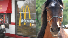 Bretagne: des cavaliers vont chercher leur McDo à cheval