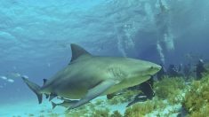 La Nouvelle-Calédonie va abattre des requins après deux attaques