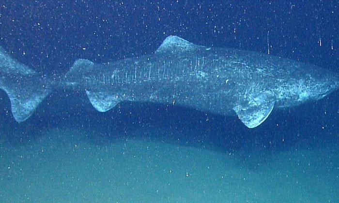 Un requin du Groenland (domaine public)