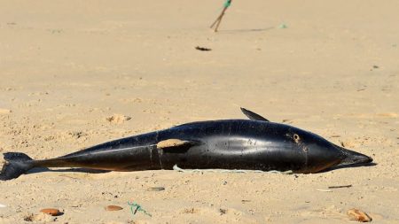 En 2019, le nombre de décès de dauphins a triplé sur la côte du Golfe du Mexique