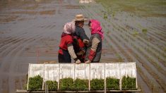 La Corée du Sud débloque 8 millions de dollars d’aide pour le Nord affamé