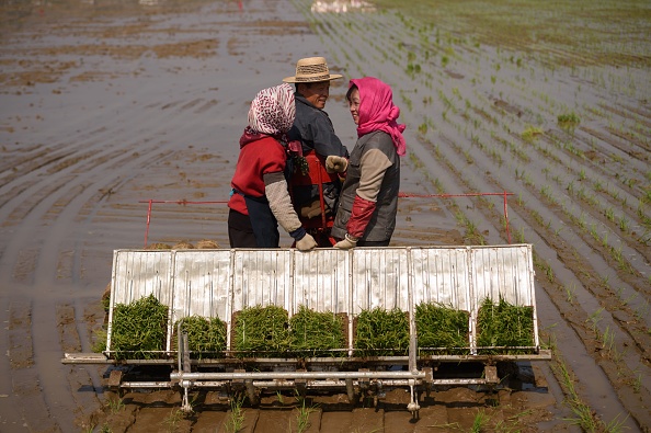 -Les gens participent à la plantation du riz dans la ville de Chongsan-ri, près de Nampho, le 12 mai 2019. La Corée du Nord connait actuellement ses plus mauvaises récoltes. Photo de KIM Won Jin / AFP / Getty Images.