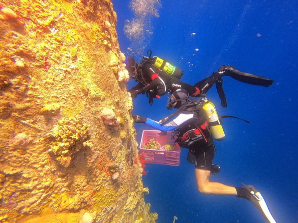 -Un plongeur de l'Autorité de la nature et des parcs israéliens enlève les coraux sur des pilotis soutenant une jetée pétrolière dans le golfe d'Eilat dans le sud d'Israël le 20 mai 2019, pour être relocalisés dans le parc marin de l'observatoire sous-marin à proximité, où les coraux seront divisés entre le récif et un grand aquarium. Photo de MENAHEM KAHANA / AFP / Getty Images.