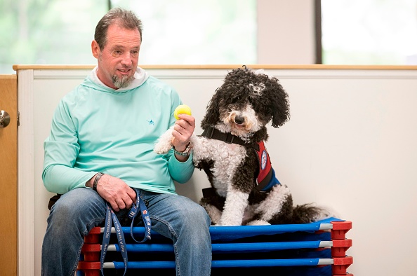 -Le 10 juin 2019, un vétéran du 11 septembre et son chien d'assistance jouent au ballon lors d'un entraînement au bureau des Paws of War à Nesconset, Long Island, dans l'État de New York. L’association est entièrement financée par des dons privés et fournit gratuitement des animaux. Photo de JOHANNES EISELE / AFP / Getty Images.