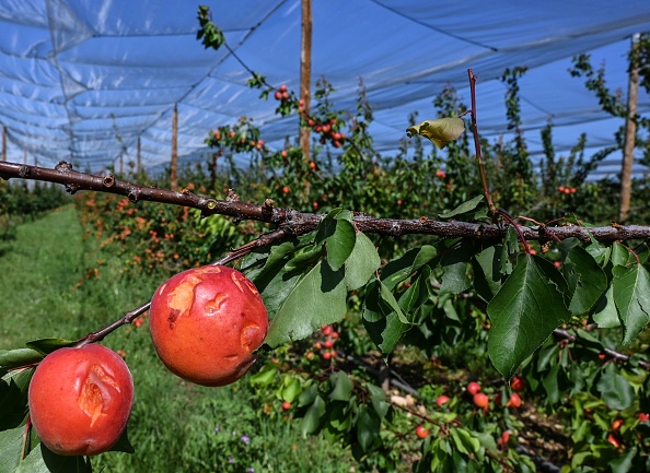 Des abricots détruits par la grêle à La Roche-de-Glun près de Romans-sur-Isère, le 16 juin 2019. (PHILIPPE DESMAZES/AFP/Getty Images)