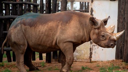 Cinq rhinocéros d’un zoo tchèque réinstallés au Rwanda