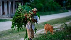 Choyés par leurs proches, les centenaires cubains visent les 120 ans