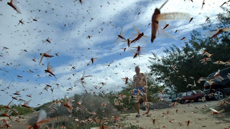 -Illustration. Un homme se tient dans un grand nuage de sauterelles. En Sardaigne dans le centre de l'île, on peut voir des zones totalement recouvertes d'un tapis de sauterelles, selon la Coldiretti, principale organisation agricole italienne. Photo SAMUEL ARANDA / AFP / Getty Images.