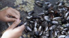 Carrefour et Intermarché : des moules contaminées par des toxines paralysantes sont rappelées