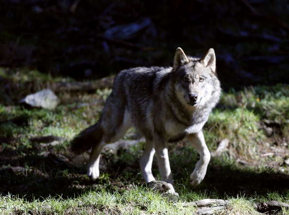 -Un loup est photographié le 13 novembre 2012 au parc du Mercantour à Saint-Martin-Vésubie, dans le sud-est de la France. Photo VALERY HACHE / AFP / Getty Images.