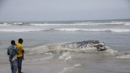 L’Afrique du Sud suspend la pêche au poulpe après la mort de baleines