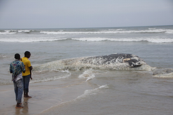 -Illustration- En Afrique du sud, au cours des quatre dernières années, six baleines sont mortes dans la région à cause des pièges à pieuvre. Photo Chris Stein / AFP / Getty Images.