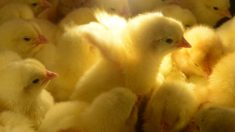 L’élimination des poussins mâles, un impératif économique pour la filière