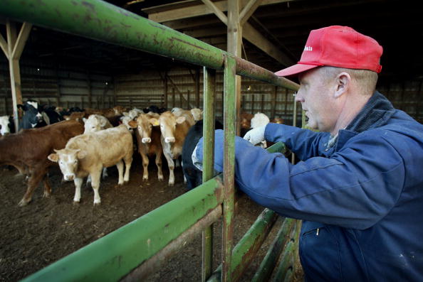 -John Sondgeroth examine le bétail sur sa ferme le 30 décembre 2003, près de Mendota, l’Illinois. Sondgeroth et son épouse Pat, propriétaires de Heartland Meats, élèvent des bovins piémontais sans utiliser de cultures génétiquement modifiées, d'hormones de croissance ou d'aliments contenant des sous-produits d'origine animale. Photo de Scott Olson / Getty Images.-