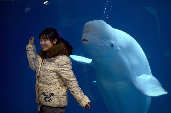 -Cette photo prise le 10 janvier 2016, une femme pose pour une photo devant un béluga dans un zoo de Beijing. Photo WANG ZHAO / AFP / Getty Images.