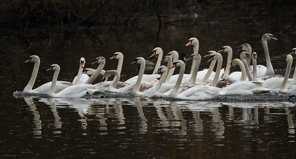 -Illustration- Un groupe de cigognes est ramené de leurs aires d'hivernage au lac Inner Alster à Hambourg, dans le nord de l'Allemagne, le 15 mars 2016. Photo LUKAS SCHULZE / AFP / Getty Images.