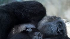 Deux gorilles du zoo de Beauval vont partir pour le Gabon